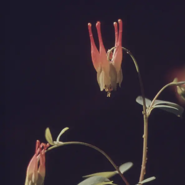 Close up of two flowers on a dark background.